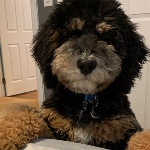 Meet your Posher, Laurin